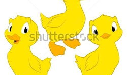 小鸭子视频,萌趣瞬间大盘点